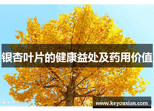 银杏叶片的健康益处及药用价值